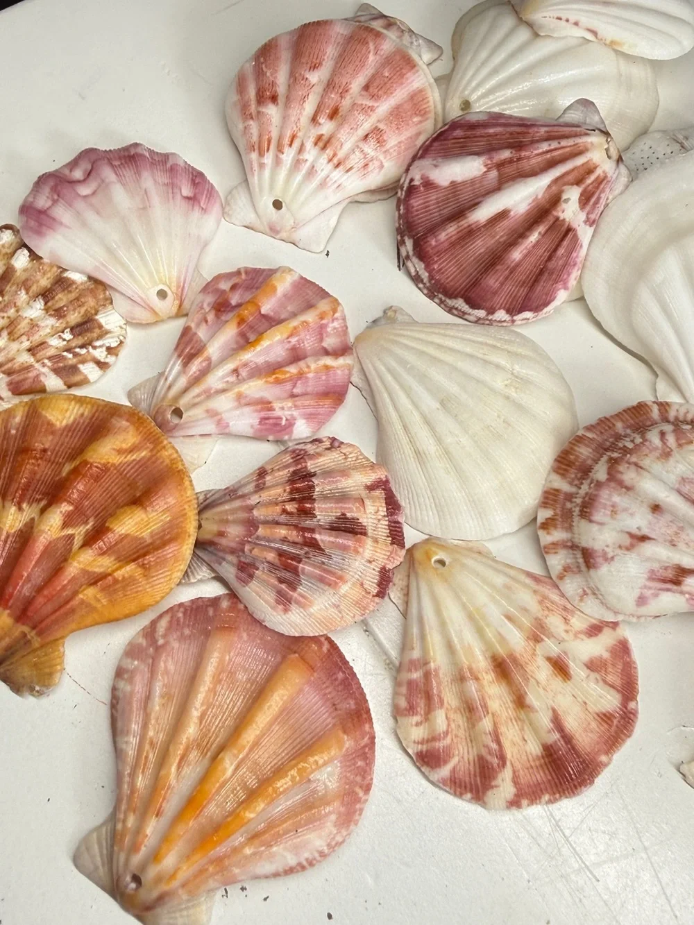 New! Natural Folded Scallops Pre Drilled Holes DIY Jewelry Making Crafting Lot